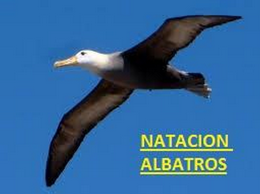 Click to enlarge TORNEO DE NATACION ALBATROS 2015