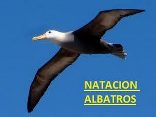 TORNEO DE NATACION ALBATROS 2015